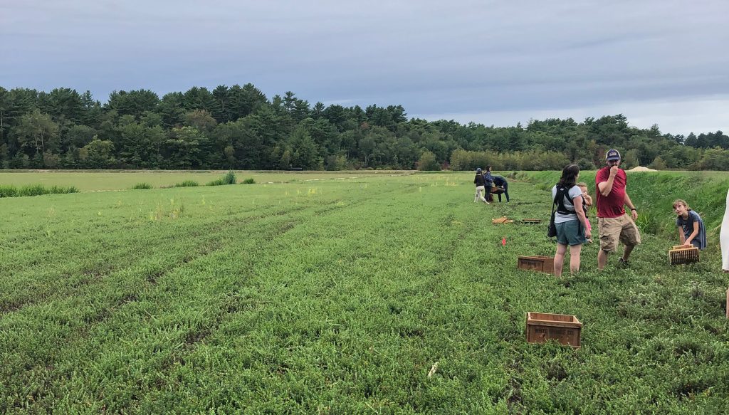 several people dry picking on a cranberry bog in Middleboro, MA